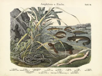 Amphibien und Fische, um 1860